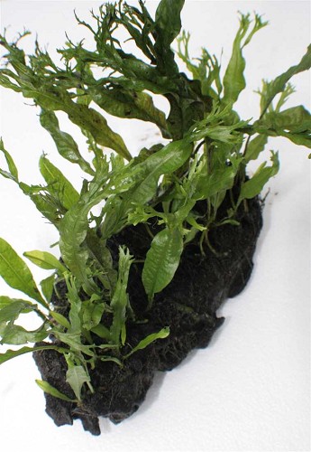 Microsorium (feuilles crispées) racine M